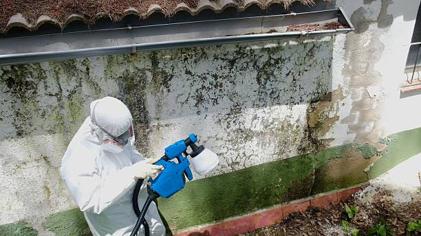 Top rated local Basement Mold Removal specialists in Laurel, MD